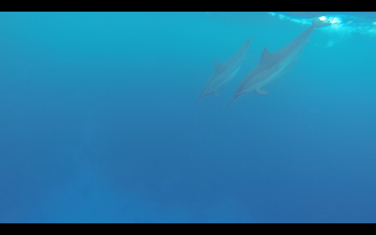 504 DSC02300b Delfine